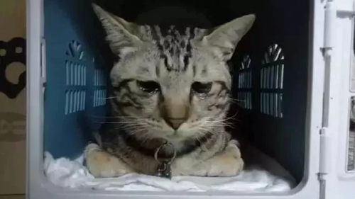 医院为掉进火锅受伤的猫免费治疗